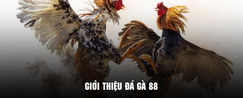 Đá Gà 88 - Phiên Bản Giải Trí Cực Hot Tại Hệ Thống 78win 5 Tìm hiểu tổng quan về phiên bản đá gà 88 cực kỳ nổi tiếng